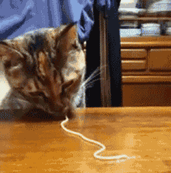 7c832576294cc0005b8b01ff8b331b59_1572422063_75.gif